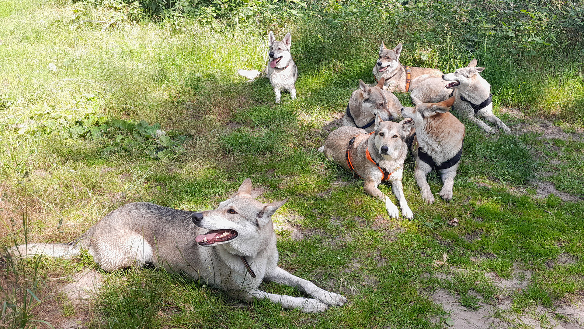 Wolfhundepfleger Büren (3 Std.)